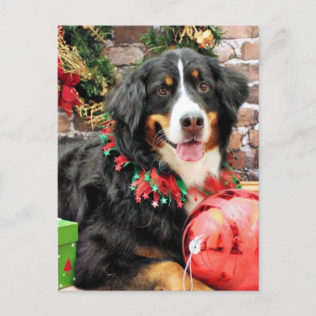 Cartão Postal De Festividades Christmas - Bernese Mountain Dog - Chloe (Frente)