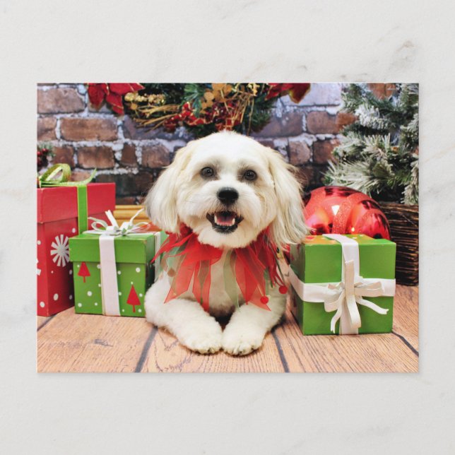 Cartão Postal De Festividades Christmas - Bichon X - Bella (Frente)