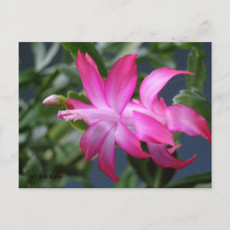 Cartão Postal De Festividades Christmas Cactus #01