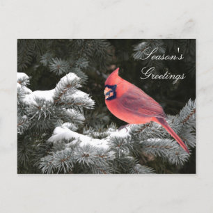 Cartão Postal De Festividades Christmas cardinal