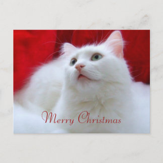 Cartão Postal De Festividades Christmas Cat