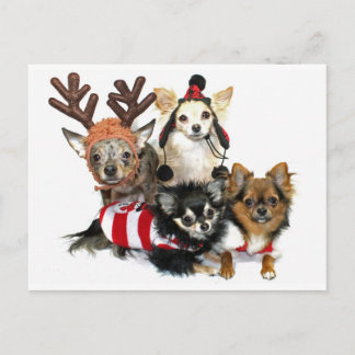 Cartão Postal De Festividades Christmas Chihuahuas