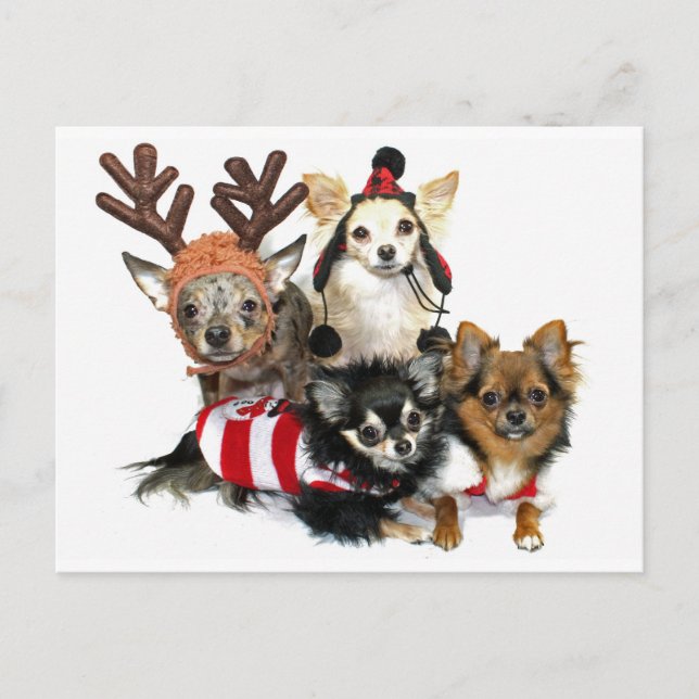Cartão Postal De Festividades Christmas Chihuahuas (Frente)