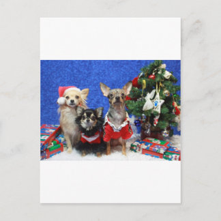Cartão Postal De Festividades Christmas Chihuahuas