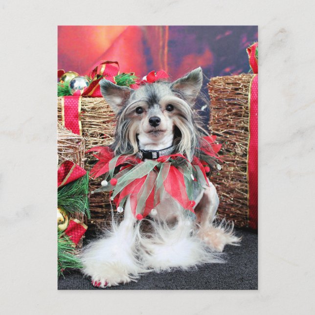 Cartão Postal De Festividades Christmas - Chinese Crested - Sheeba (Frente)