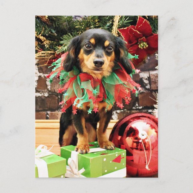 Cartão Postal De Festividades Christmas - Chiweenie - Titus (Frente)