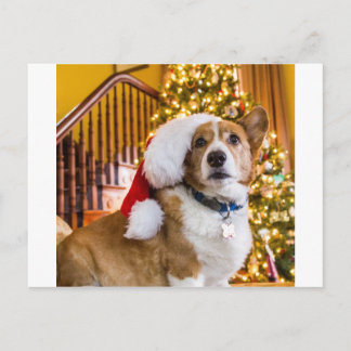 Cartão Postal De Festividades Christmas Corgi