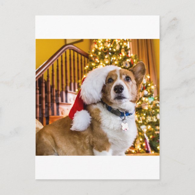 Cartão Postal De Festividades Christmas Corgi (Frente)