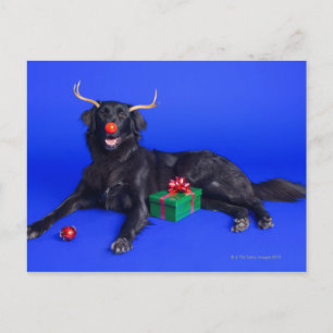 Cartão Postal De Festividades Christmas dog