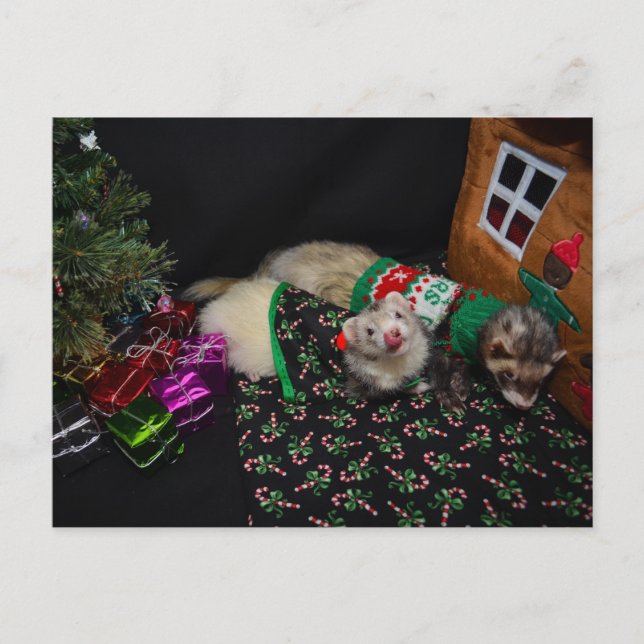 Cartão Postal De Festividades Christmas Ferrets Postcard (Frente)