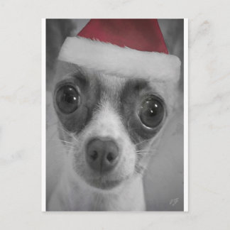 Cartão Postal De Festividades Christmas Funny Chihuahua Puppy with Santa Hat