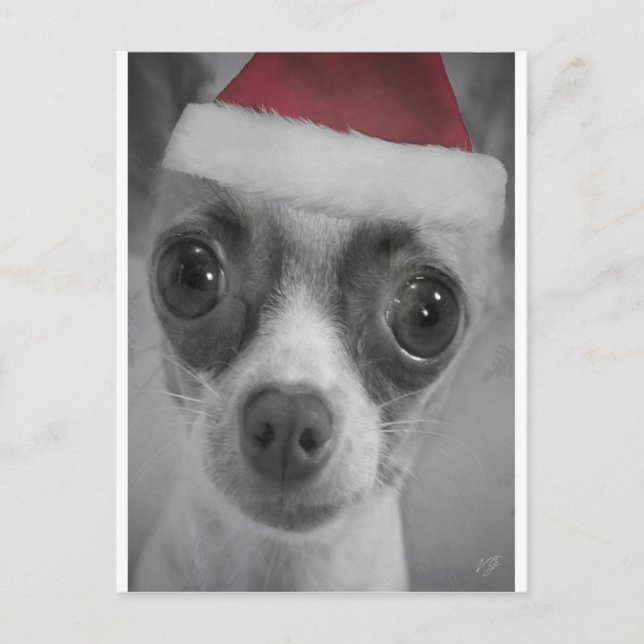 Cartão Postal De Festividades Christmas Funny Chihuahua Puppy with Santa Hat (Frente)