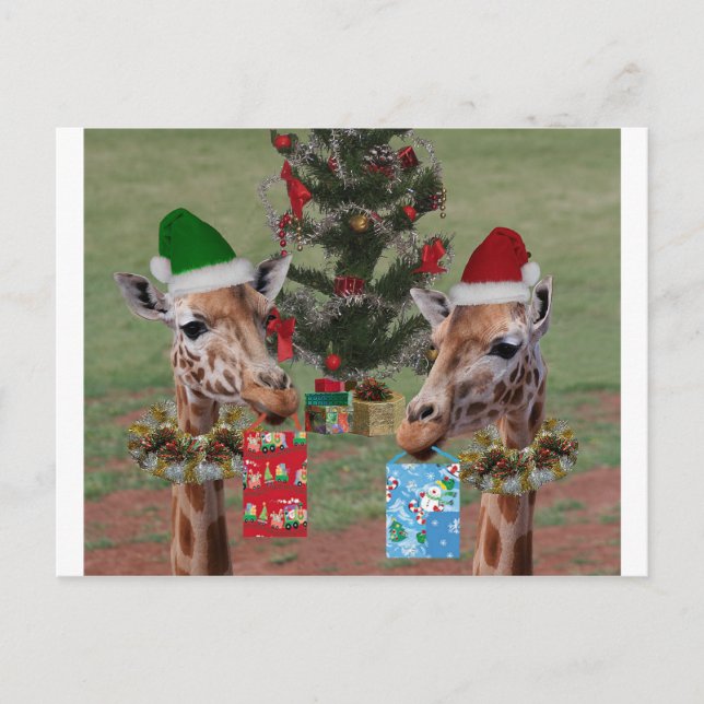 Cartão Postal De Festividades Christmas Giraffes (Frente)