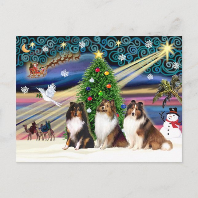 Cartão Postal De Festividades Christmas Magic Shetland Sheepdogs (three) (Frente)