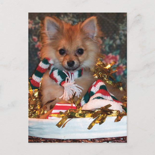 Cartão Postal De Festividades Christmas Puppy (Frente)