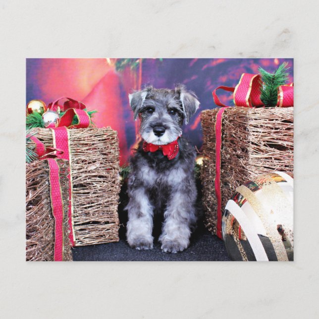 Cartão Postal De Festividades Christmas - Schnauzer - Gunner (Frente)