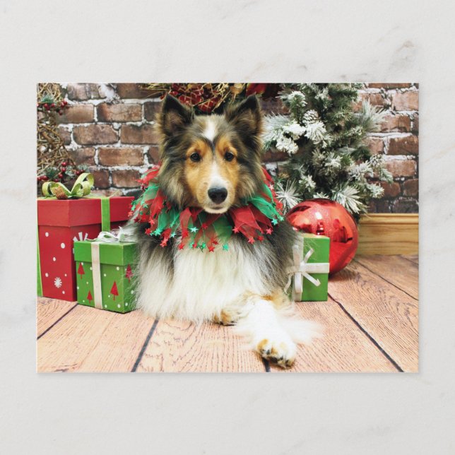 Cartão Postal De Festividades Christmas - Sheltie - Duchess (Frente)