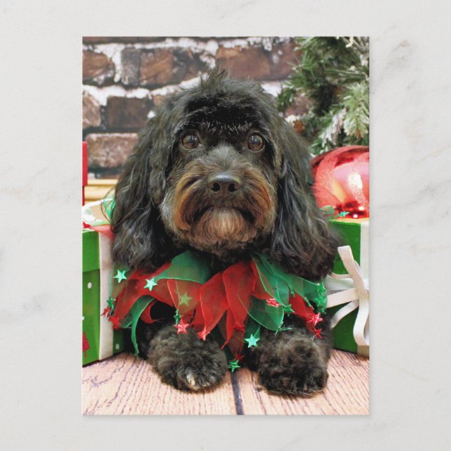 Cartão Postal De Festividades Christmas - Shih Tzu X - Bella (Frente)