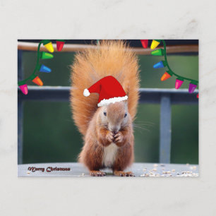 Cartão Postal De Festividades Christmas Squirrel Eating Postcard