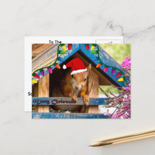 Cartão Postal De Festividades Christmas Squirrel in house Postcard