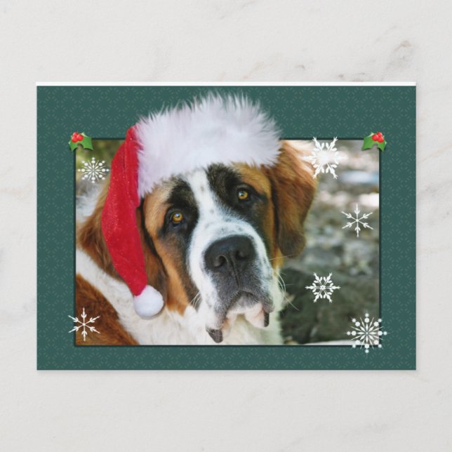 Cartão Postal De Festividades Christmas St. Bernard Dog Photo (Frente)