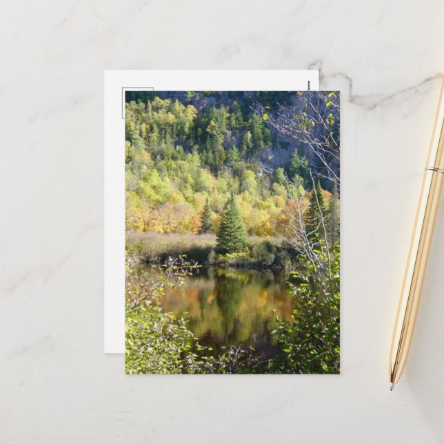 Cartão Postal De Festividades Christmas Tree holiday postcard (Frente/Verso In Situ)