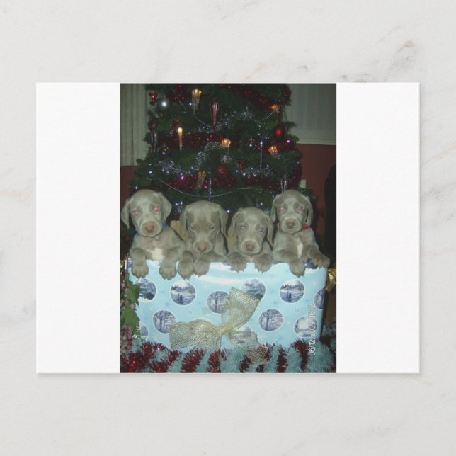 Cartão Postal De Festividades Christmas Weimaraner Puppies (Frente)