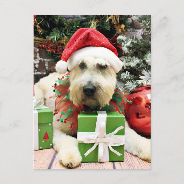 Cartão Postal De Festividades Christmas - Wheaten Terrier - Bailey (Frente)