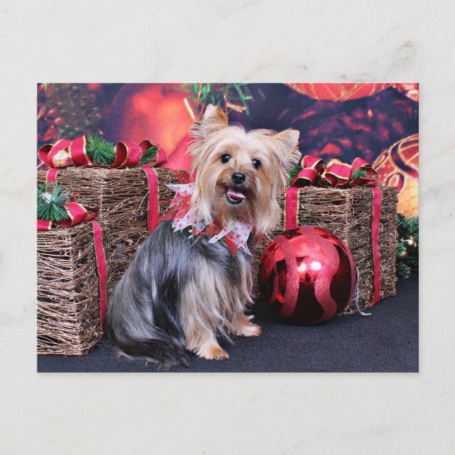 Cartão Postal De Festividades Christmas - Yorkie - Abby (Frente)