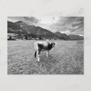 Cartão Postal De Festividades Cinza Tyrolean Cow Salzburg