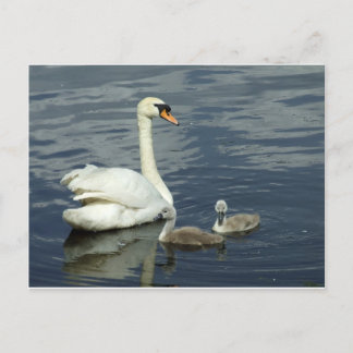 Cartão Postal De Festividades Cisne muda e Cygnets