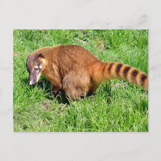 Cartão Postal De Festividades Coati de cauda-anelada na grama (Frente)