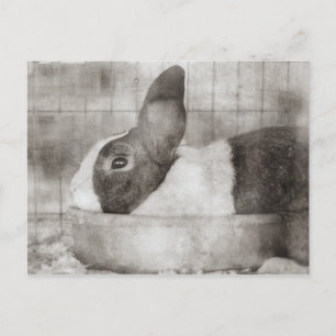 Cartão Postal De Festividades Coelho Sentado em uma Páscoa Retro Bowl