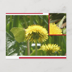 Cartão Postal De Festividades Colagem de Borboleta Brimstone Comum DIY Postcard