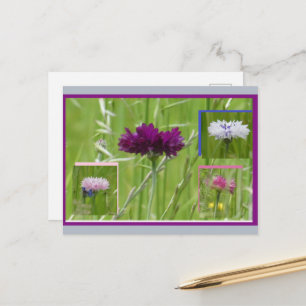 Cartão Postal De Festividades Colagem de Postais DIY Coloridos de Centáureas