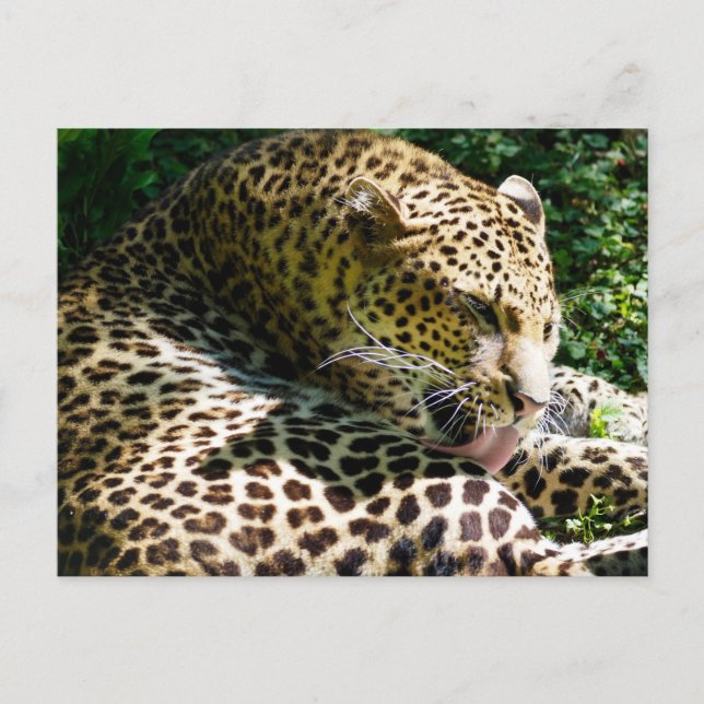 Cartão Postal De Festividades Colheita do leopardo Javan lambendo seus cabelos (Frente)