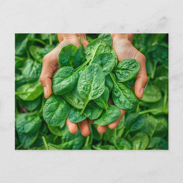 Cartão Postal De Festividades Colheita fresca de espinafres em mãos (Frente)
