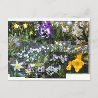 Cartão Postal De Festividades Colorful Spring Flowers Collage DIY Postcard