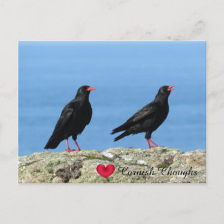 Cartão Postal De Festividades Cornish Choughs (Palores) Pyrhocorax pyrhocorax