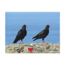 Cornish Choughs (Palores) Pyrhocorax pyrhocorax