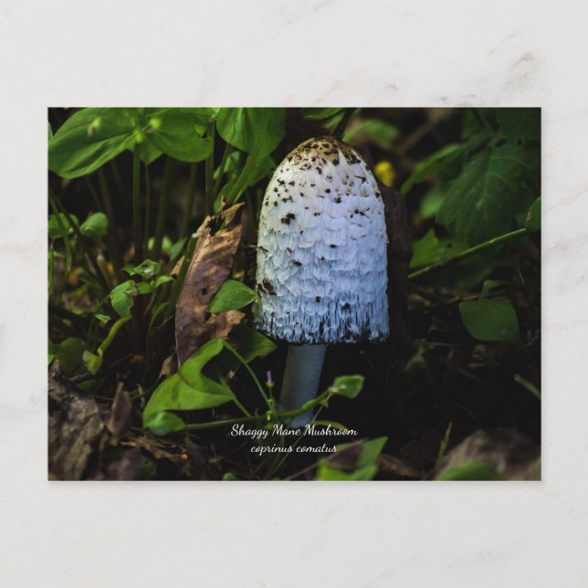 Cartão Postal De Festividades Corpinus Comatus "Shaggy Mushroom" Postcard (Frente)