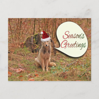 Cartão Postal De Festividades Coyote de Natal