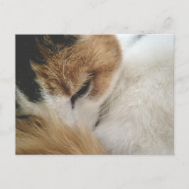 Cartão Postal De Festividades Cozy Calico Cat Postcard