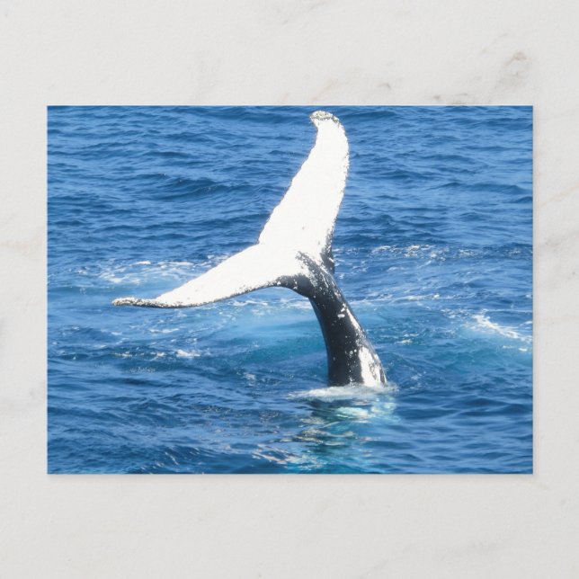 Cartão Postal De Festividades Crie seu próprio cartão de Posto de feriado fotogr (Frente)