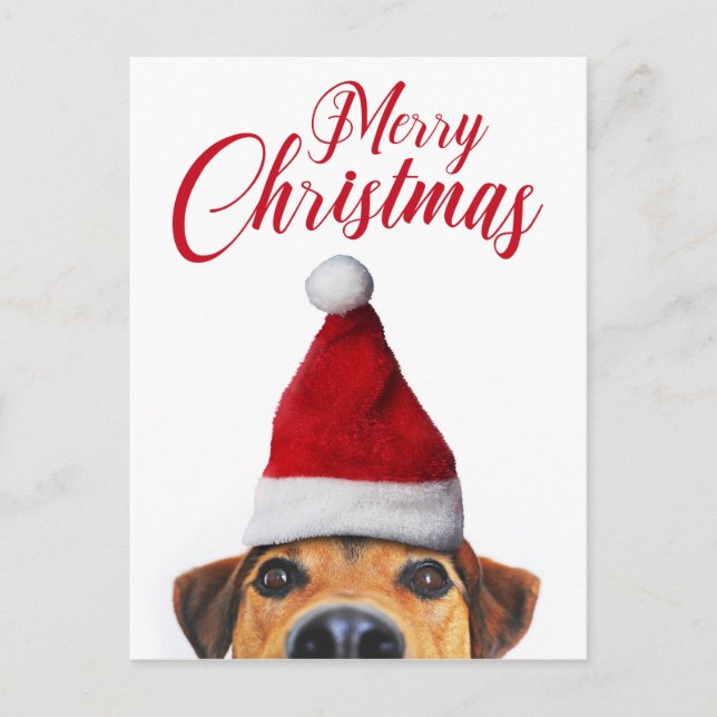Cartão Postal De Festividades Curioso Cachorro Engraçado com Papai Noel (Frente)