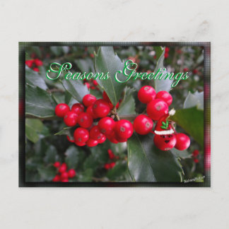 Cartão Postal De Festividades Curioso Holly Postcard-personalizar
