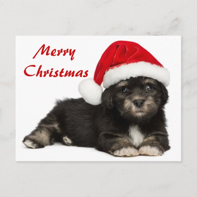 Cartão Postal De Festividades Cute Christmas Havanese Puppy Dog (Frente)