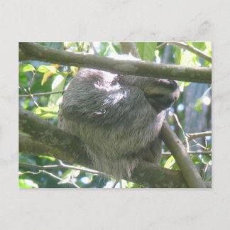 Cartão Postal De Festividades Cute Costa Rica Sloth DIY Postcard