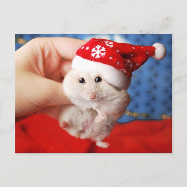 Cartão Postal De Festividades Cute dwarf hamster Tutku with Santa Claus hat (Frente)