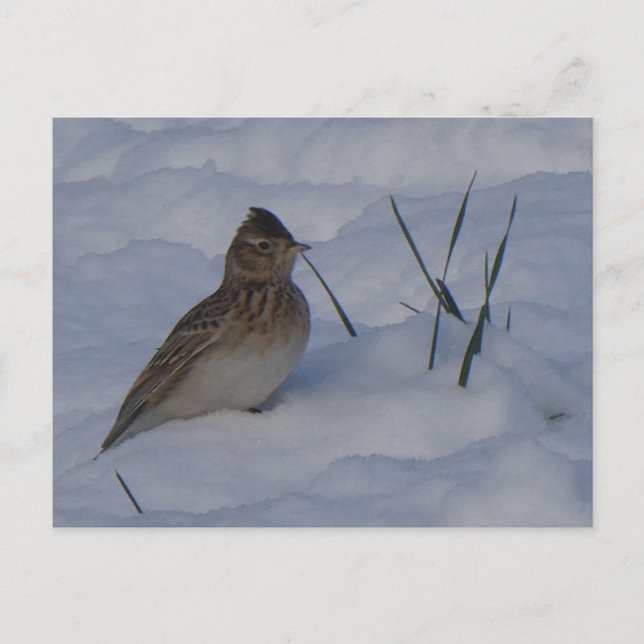Cartão Postal De Festividades Cute Eurasian Skylark Bird in Snow DIY Postcard (Frente)